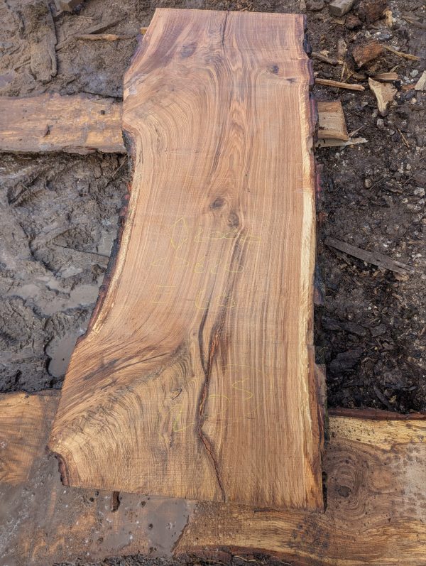 Oak 205