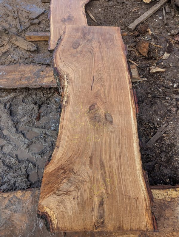 Oak 206