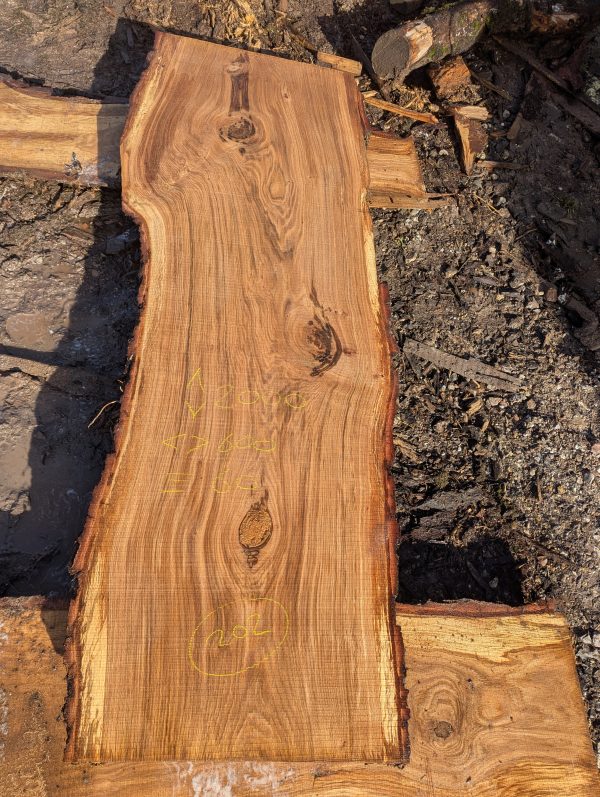 Oak 202