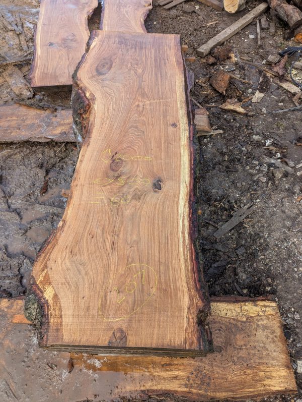 Oak 207