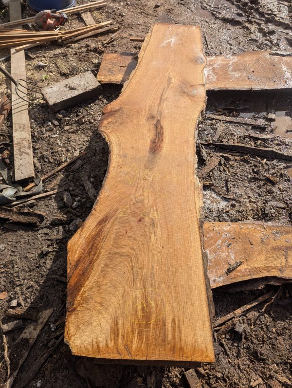 Oak 211