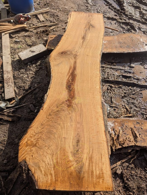 Oak 213