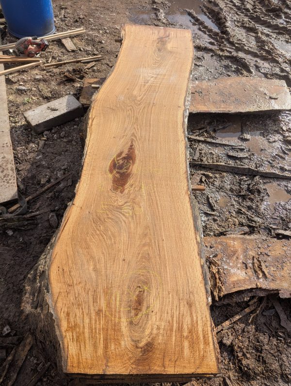 Oak 214