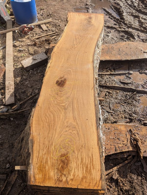 Oak 215