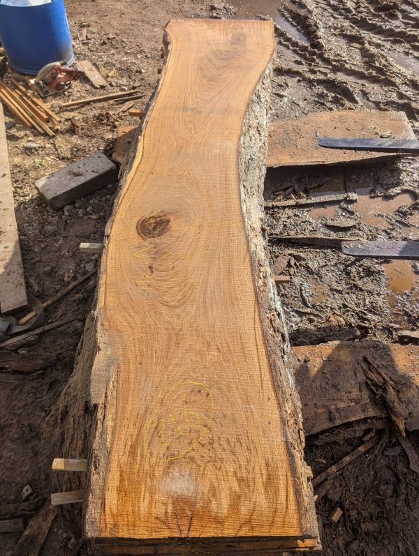 Oak 216