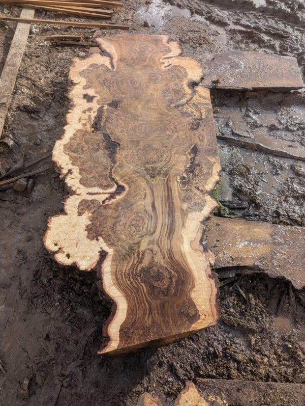 Fonthill Burr Oak 230