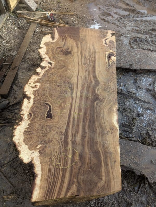 Fonthill Burr Oak 234