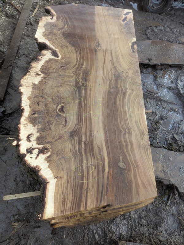 Fonthill Burr Oak 235