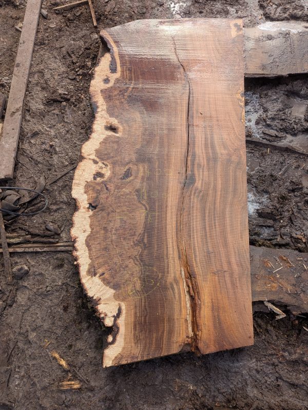 Fonthill Burr Oak 236