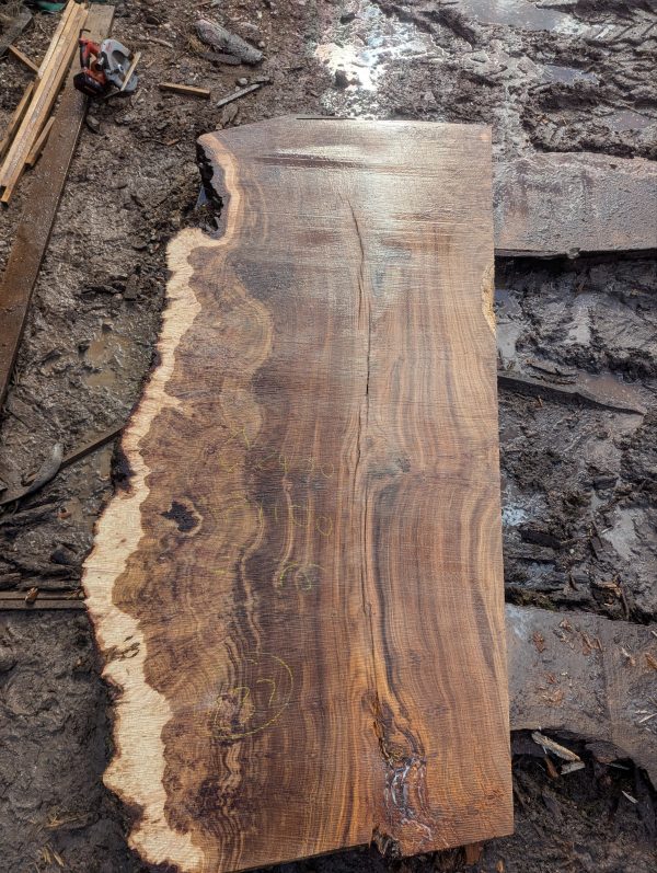 Fonthill Burr Oak 237