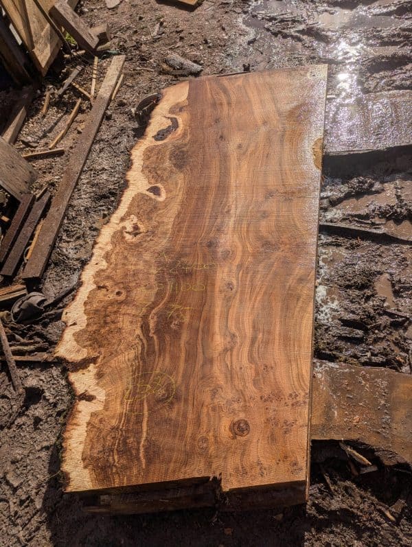 Fonthill Burr Oak 238