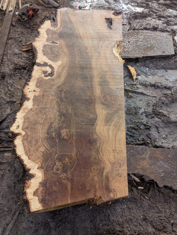 Fonthill Burr Oak 239