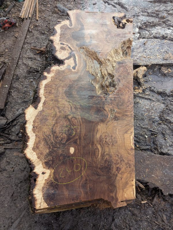 Fonthill Burr Oak 240