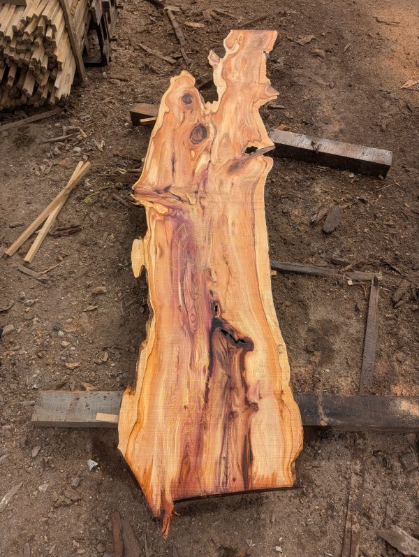Yew 251