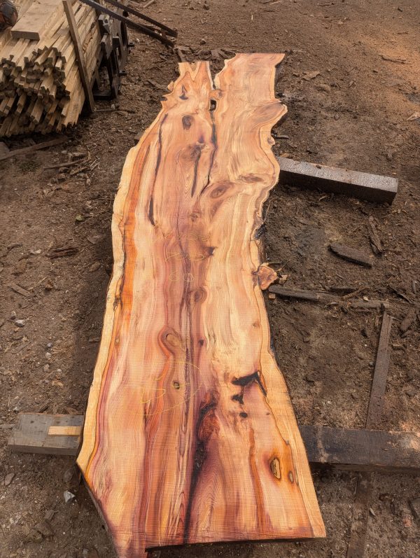 Yew 252