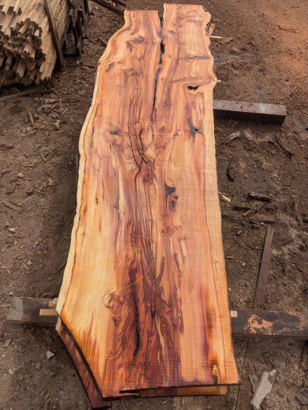 Yew 254