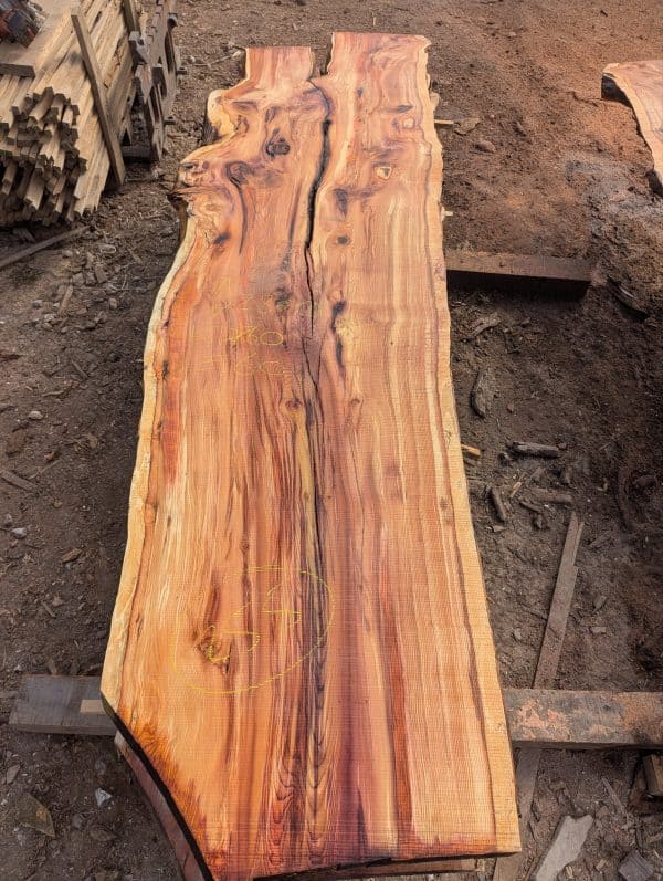 Yew 255