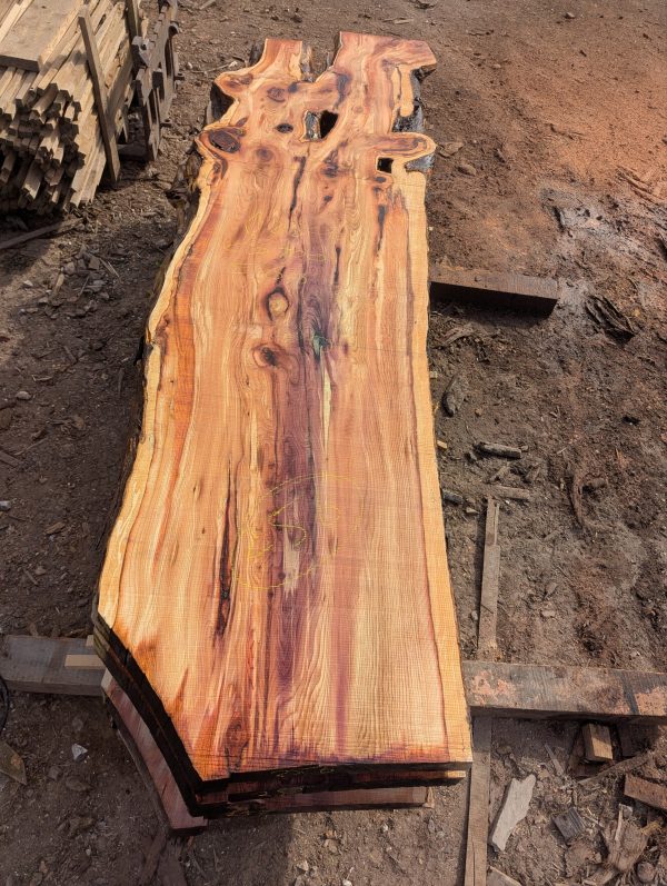 Yew 256