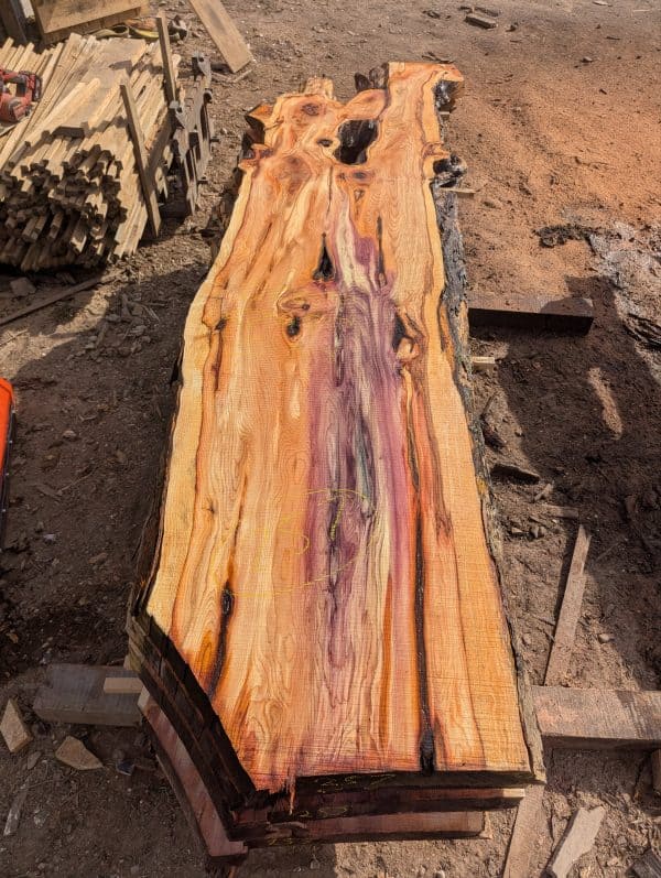 Yew 257