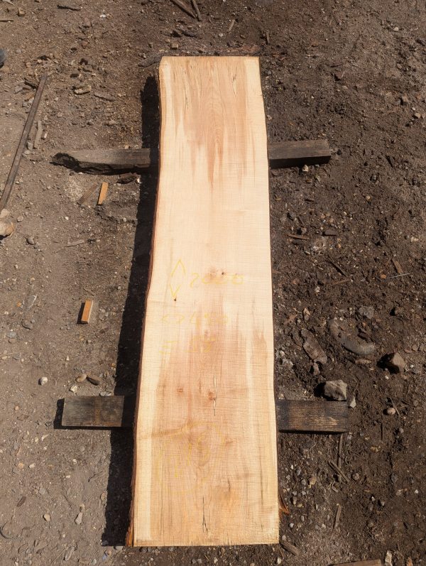 Cobley Norway Maple 275
