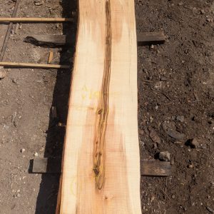 Norway Maple
