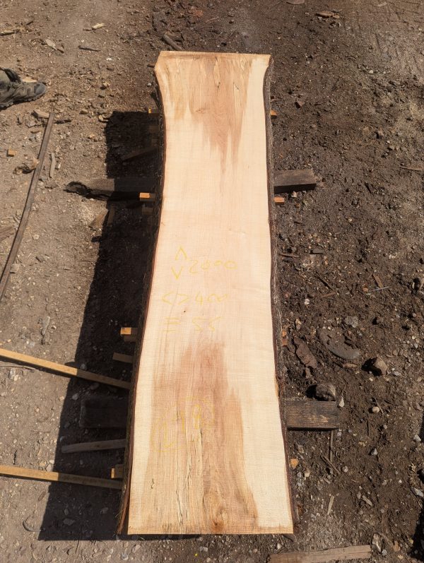 Cobley Norway Maple 278