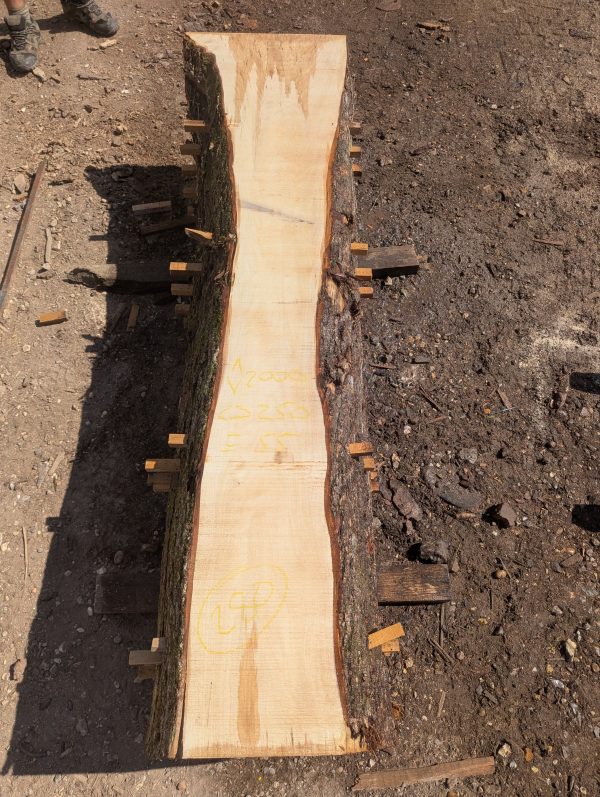 Cobley Norway Maple 280