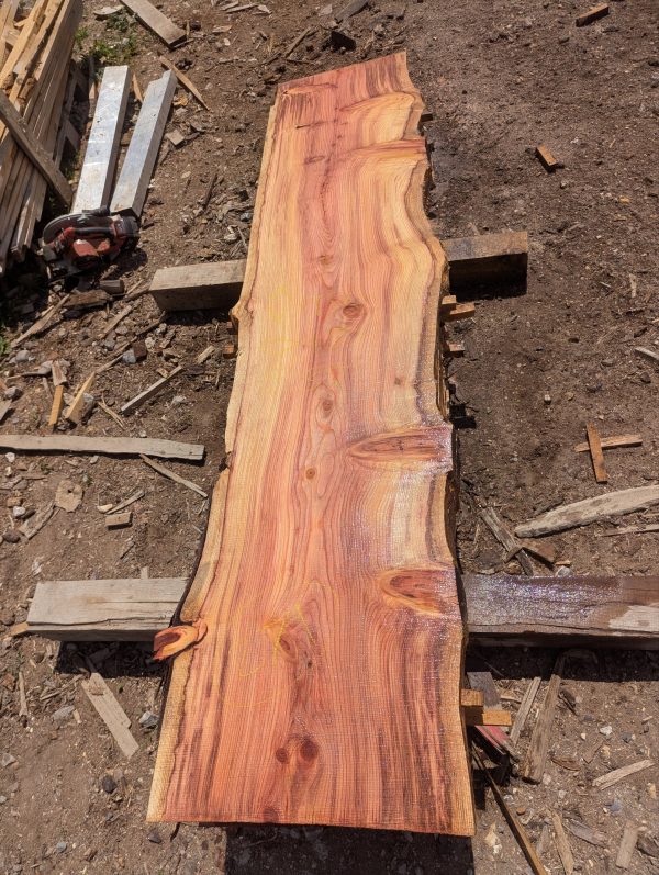 Sequoia 279