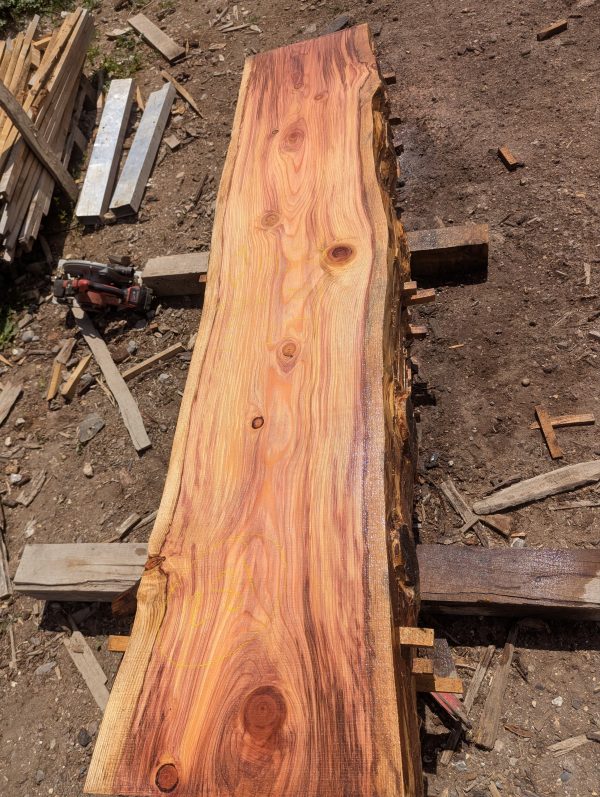 Sequoia 281