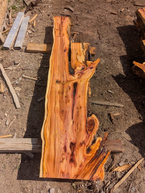 Yew 293